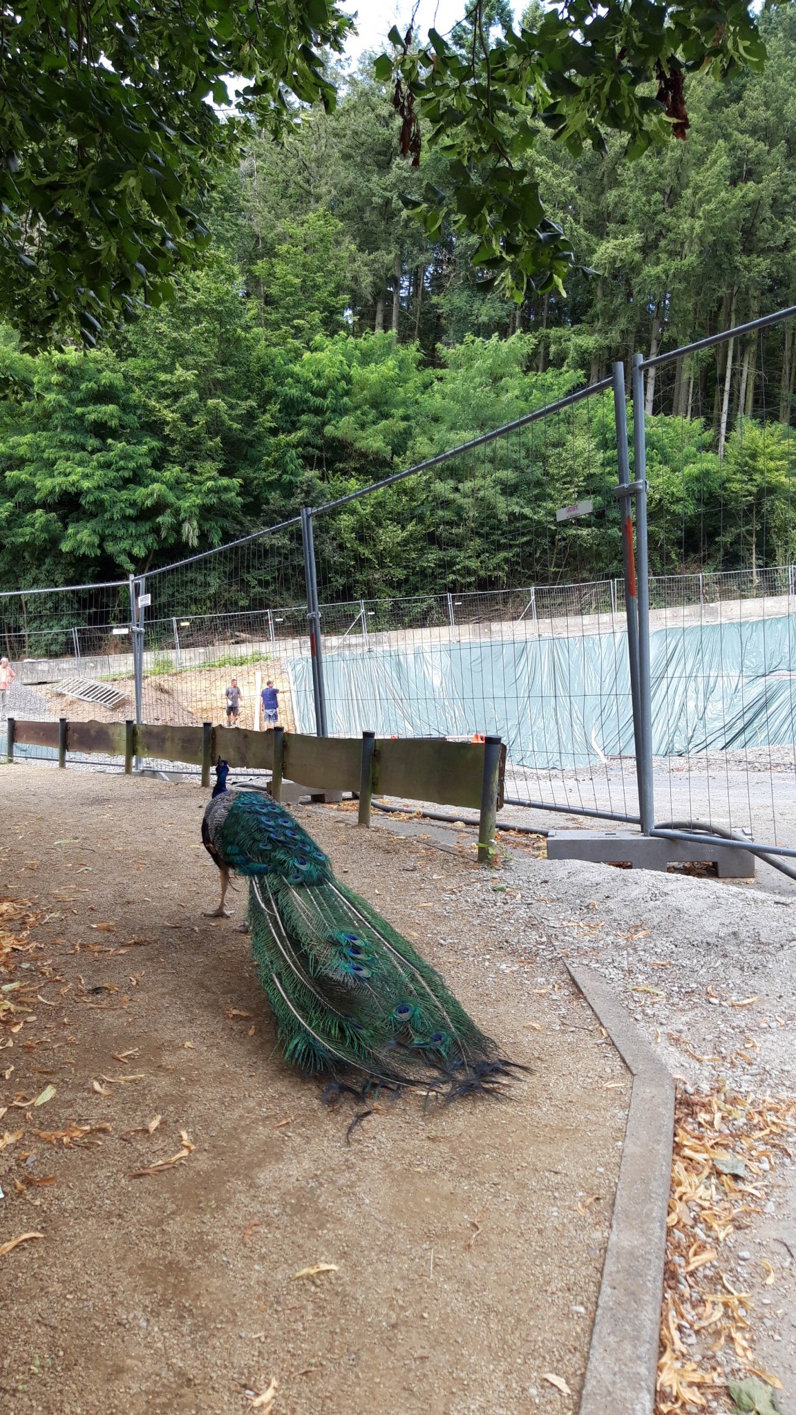 Zooarchitektur, Zoo Neuwied, Seehundanlage, Baustelle Baugrube, PIA Architekten, Ines Grübel, Gerhard Leicht
